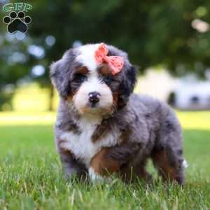 Carly, Mini Bernedoodle Puppy